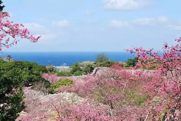 日本樱花伞价格,日本樱花限定多少钱