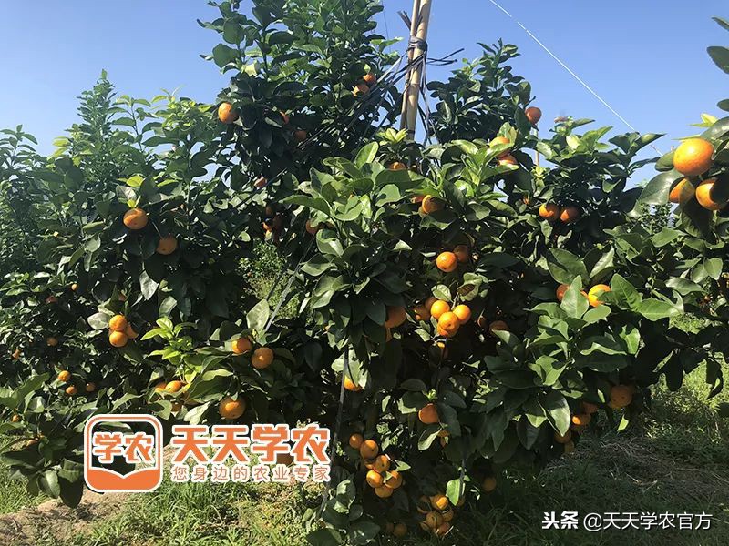 金秋砂糖桔的缺点,今年的金秋砂糖橘