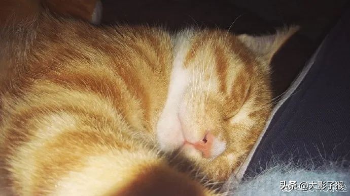 昨晚，我家猫叼来了一件蕾丝内衣…