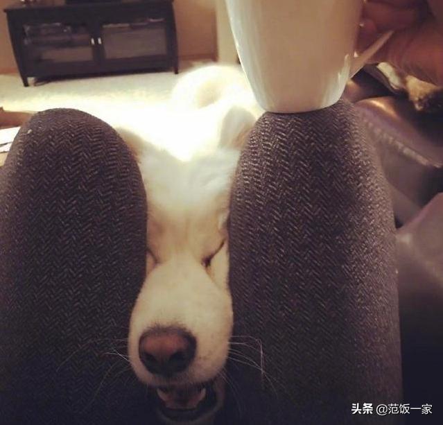 狗狗有这种行为证明你养对狗了,这八种狗狗都是粘人精谁养谁知道