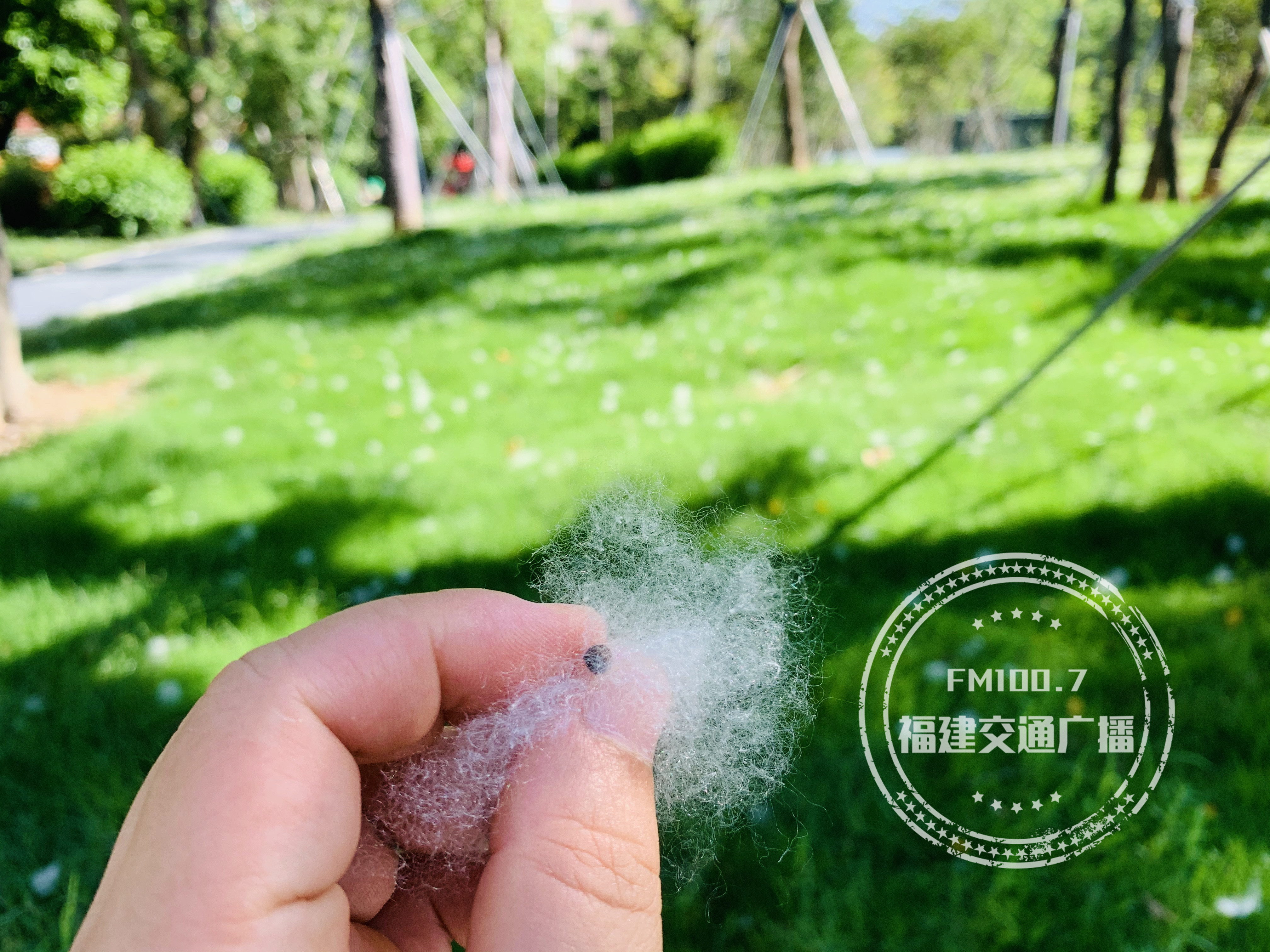 请一定远离木棉絮，福建各地都有，碰了后疼痒难忍，已经很多人中招