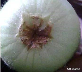 防止甜瓜裂果的药哪个好,甜瓜幼果裂果需要去掉吗