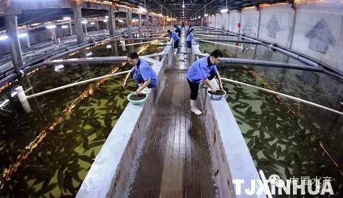 海水工厂循环水健康养殖技术及关注事项