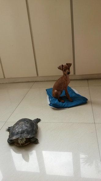 伸舌头的小鹿犬,爱洗澡的小鹿犬