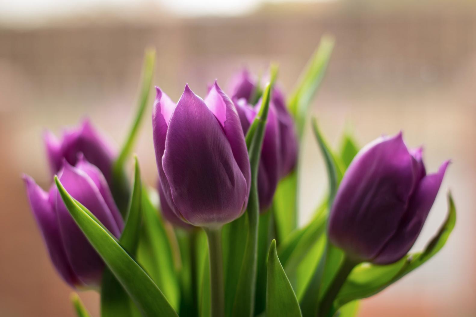郁金香花茎下垂怎么补救,郁金香花歪了怎么扶正