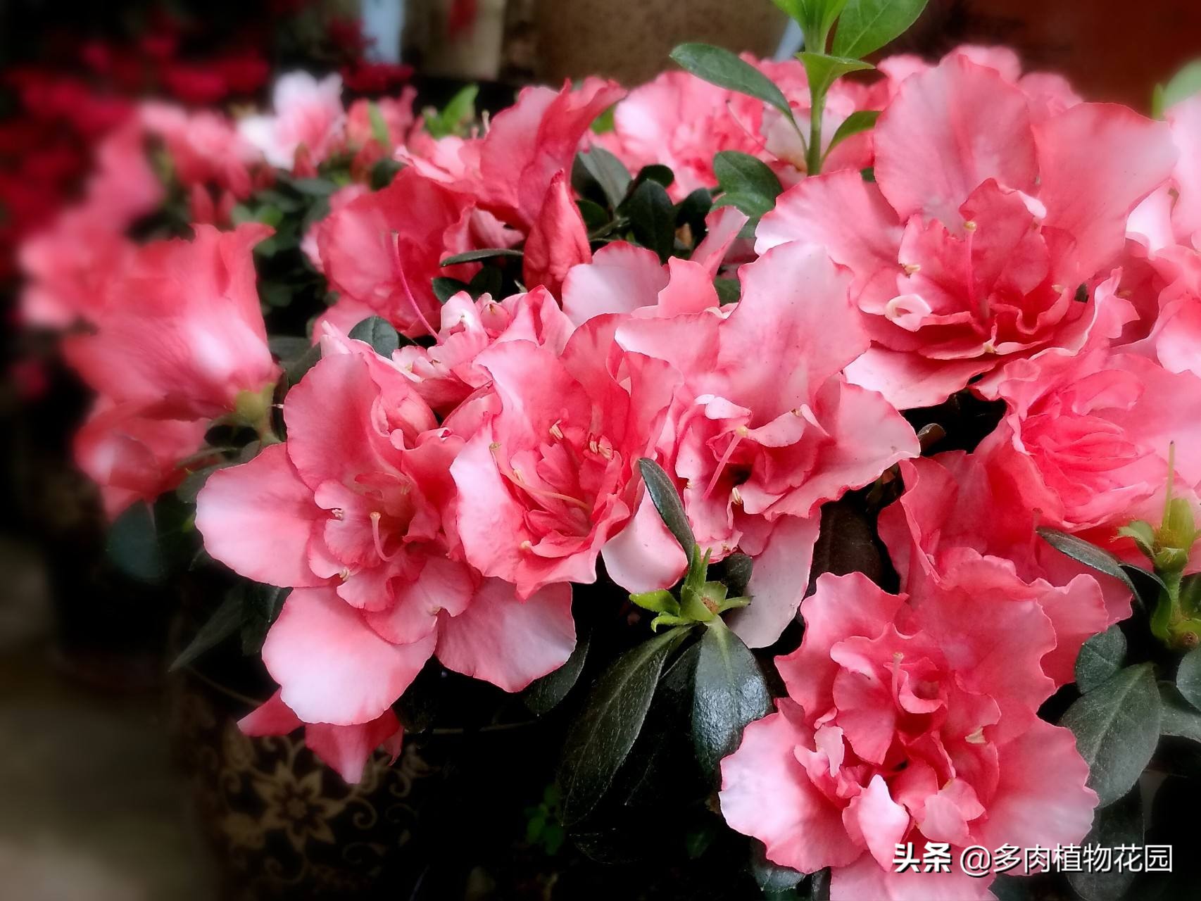 杜鹃花秃头了,杜鹃花掉叶子的原因和解决方法