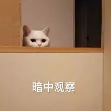 家里小猫咪害怕出门,平常特别怕人的猫突然溜出去了