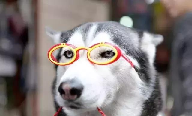 打算养只猫需要准备什么,准备养只狗狗要花多少钱