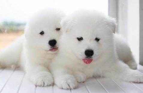 狗狗缺钙后腿无力多久才能恢复,狗狗长期缺钙会怎么样