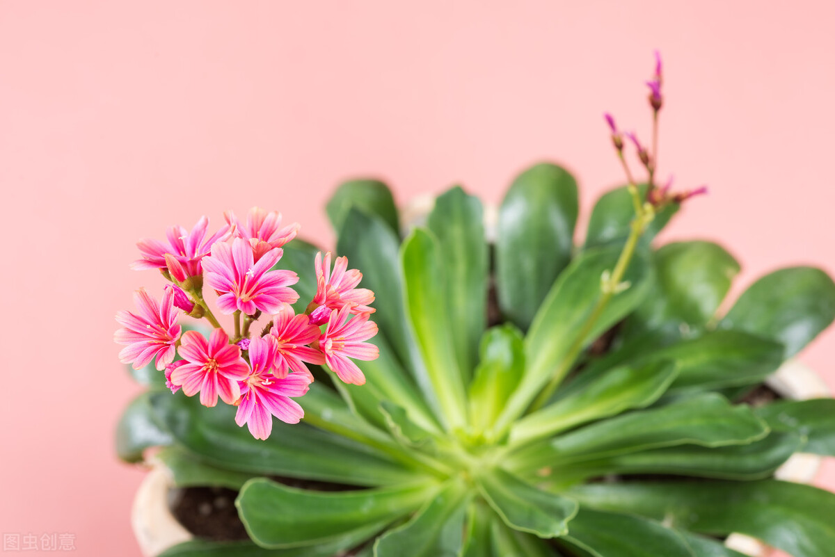 认识的100种花,室内五种好看的花卉