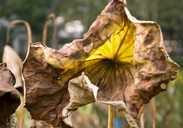 说文解字第280课全集,说文解字第70课