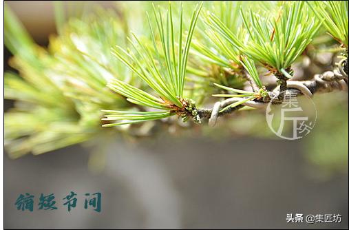 夏季盆景管理技巧,五根松盆景平常如何养护