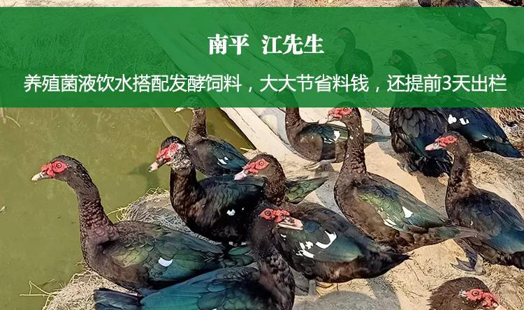 复合菌和益生菌哪个好,养殖专用益生菌的作用和功效