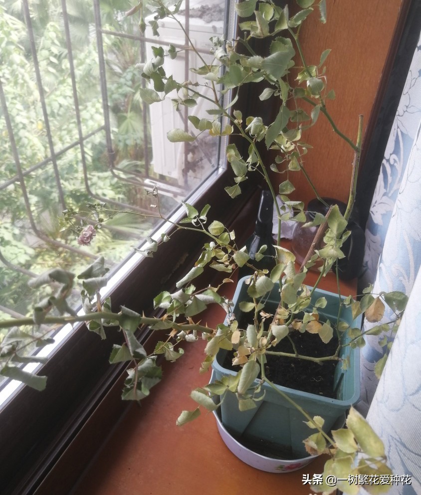 月季开花晒了太阳蔫了补救,月季叶子枯萎像缺水了一样