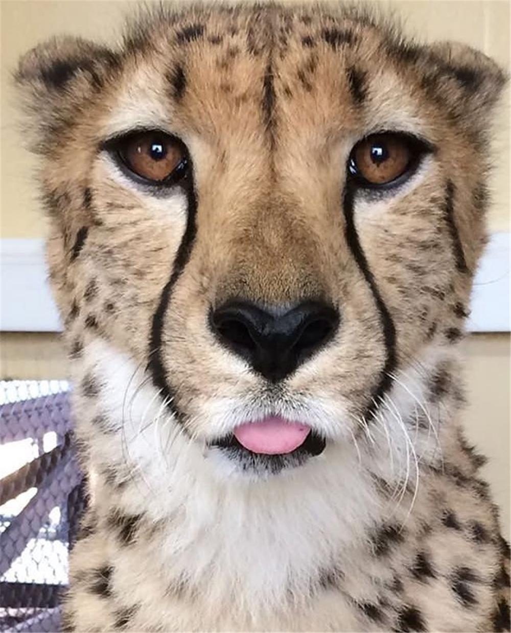 草原上跑的动物,草原上跑得快的动物有哪些