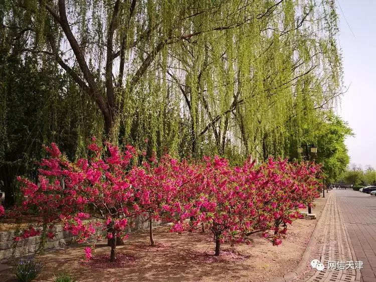 【津门里巷】天津变漂亮了