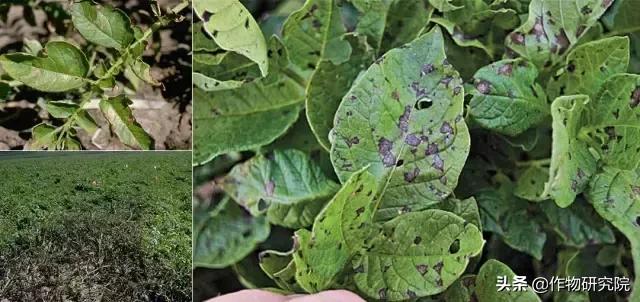 马铃薯病害知识与防治书籍,马铃薯黑胫病病害及防治方法