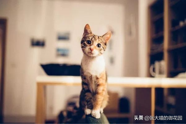 公猫咪绝育后铲屎官应该做什么,铲屎官喵星人绝育
