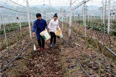 葡萄萌芽不齐、长势弱、上色差？是休眠出了问题！关注时间和质量