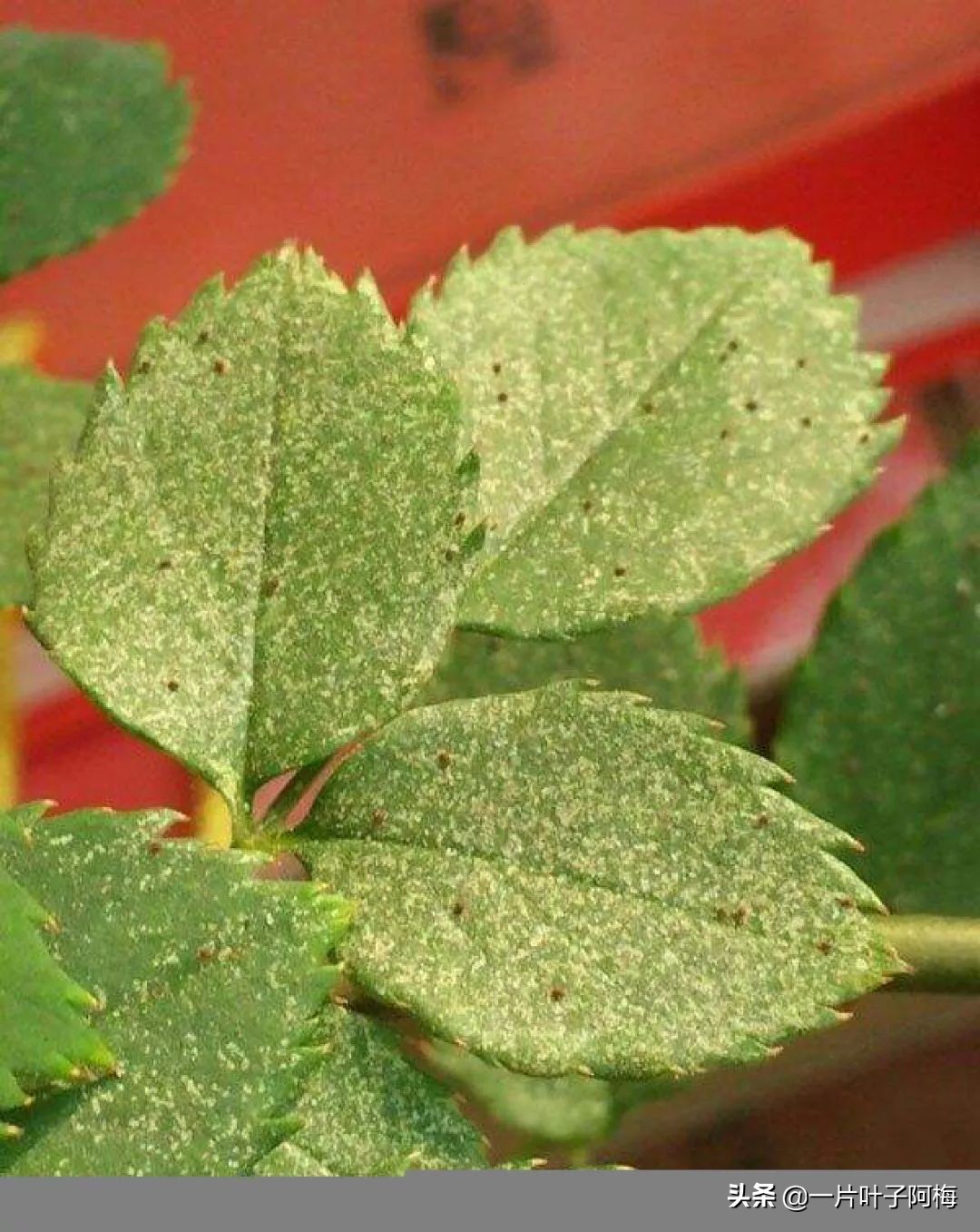自制养花水配方除臭,养花自制10种消毒水不招虫不烂根