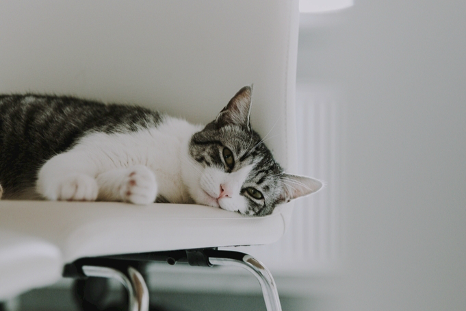 贫民窟女孩猫粮推荐,贫民窟养猫必备