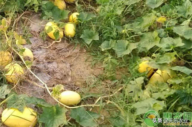 金丝瓜的种植方法和关注事项,金丝瓜种植时间和方法