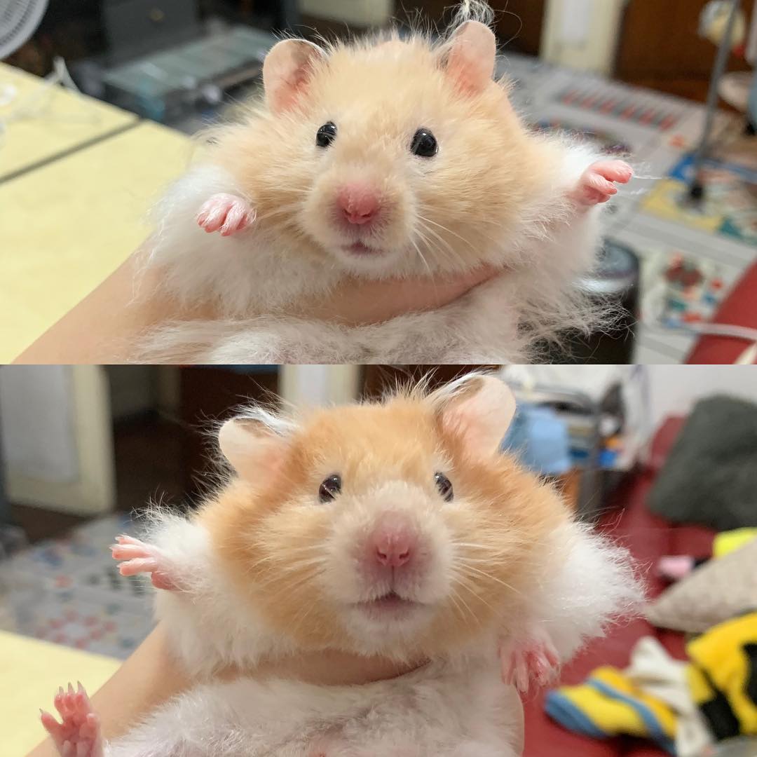 怎么把仓鼠养成乖乖鼠,小仓鼠怎么养才能在手上乖乖的