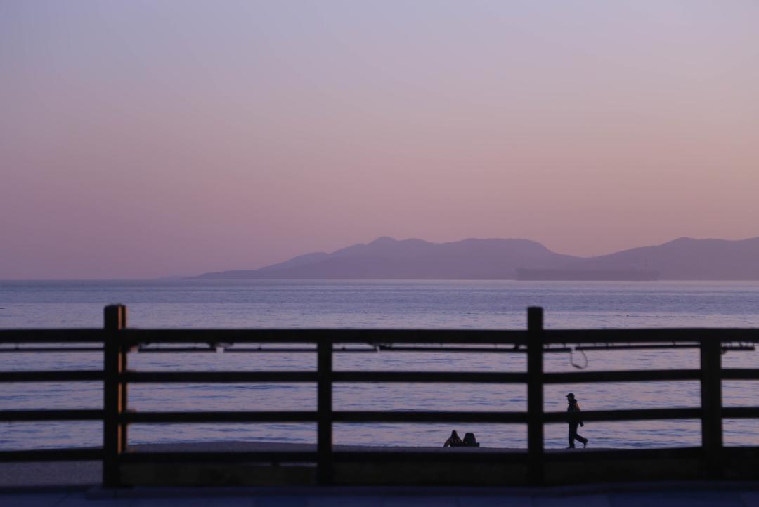 海滨老城泡桐花 (海滨老城紫色泡桐花)