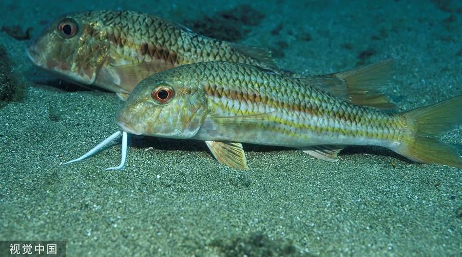 苏州本地人怎么吃,苏州人说好吃