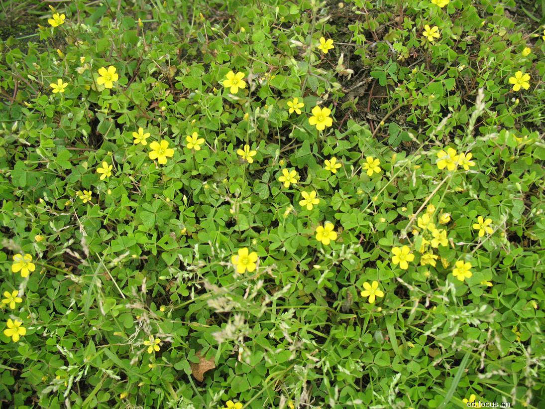 农村80后儿时的四季天然零食，看看你认识几种？