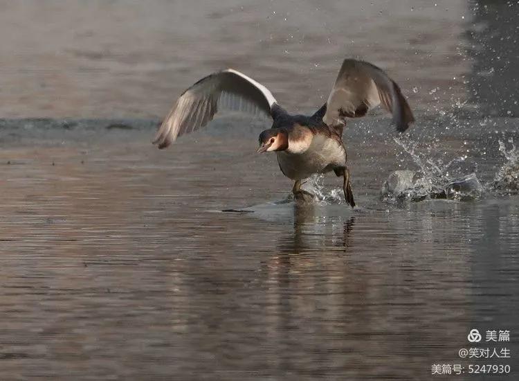 凤头鸊鷉粤语,斑头雁飞得最高的鸟