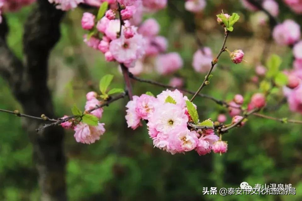 泰山温泉城最新消息,暖春已到静待花开