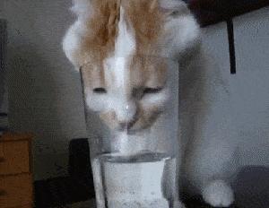 猫咪看着猫粮想吃又不敢吃怎么办,猫咪不爱喝水用什么办法解决