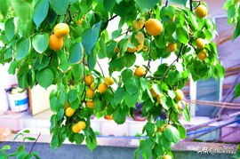 中国五大银杏大道,中国五大银杏基地排名