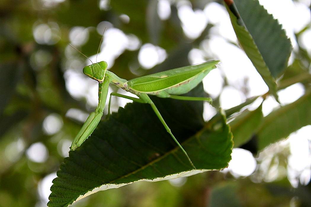 母螳螂为什么要吃掉自己的老公,母螳螂为何吃掉自己的配偶