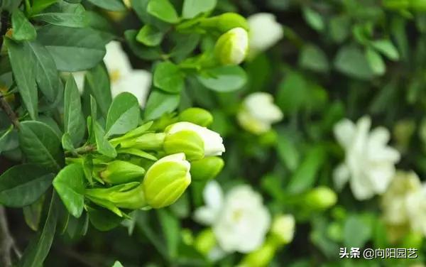 冬季绿植黄叶黑斑怎么解决,冬天植物叶子发黄怎么办