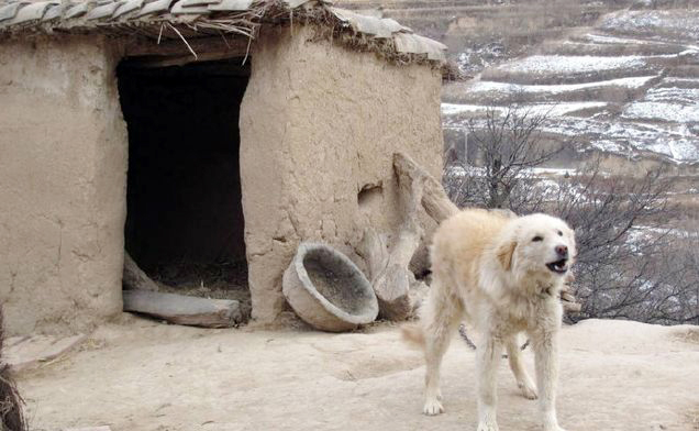 土狗不咬没见过面的家人,为什么农村的土狗不咬上门亲戚