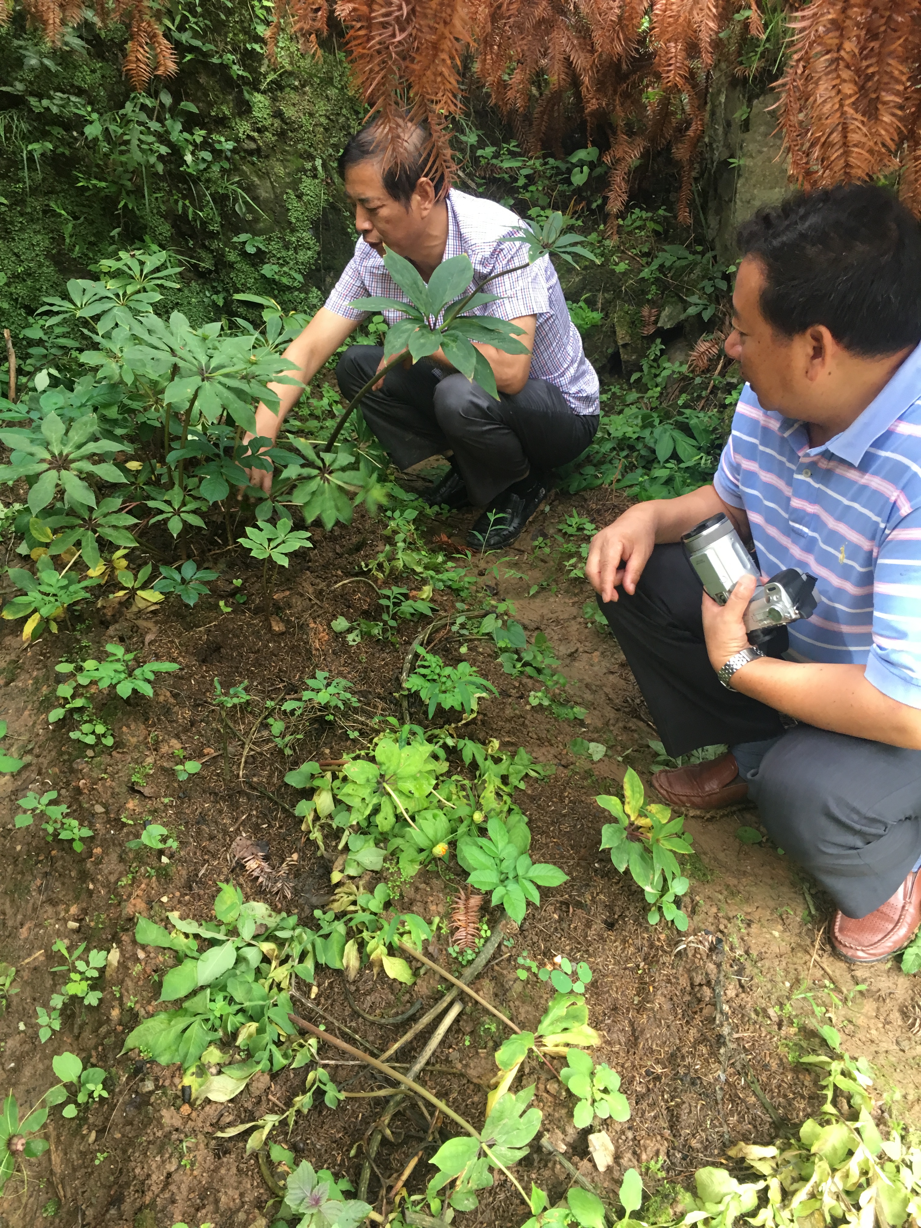 重楼七叶一枝花能治什么病,重楼七叶一枝花种植视频