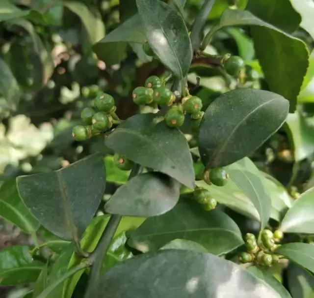 呋虫胺对柑橘幼果有药害吗,柑橘被药害落果怎么补救