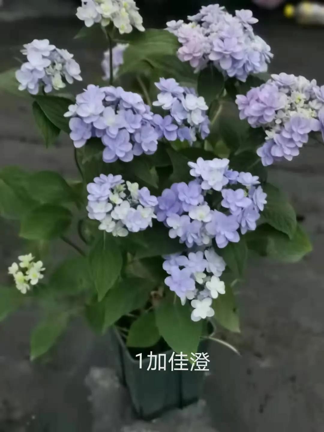 春季绣球叶子发皱怎么回事,夏季绣球老叶子都干枯怎么处理