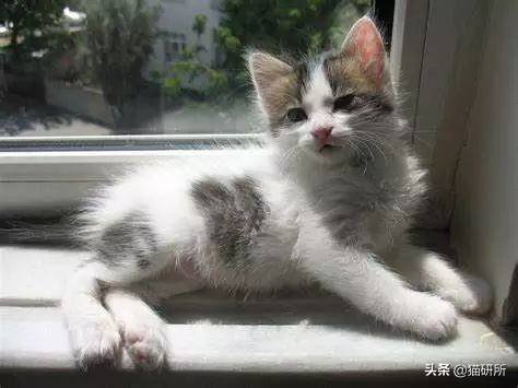 猫传腹是突发性疾病还是遗传疾病 (猫鼻支会遗传给后代吗)