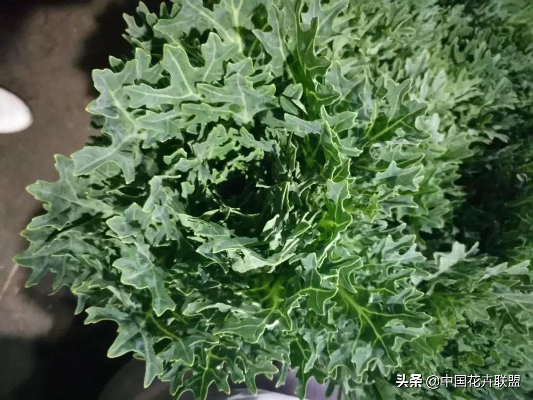 春天花市有哪些花材,便宜又大把的花材有哪些