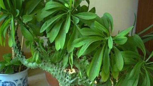 烂根的麒麟掌咋处理？不要病急“乱投医”，教你正确的处理方法