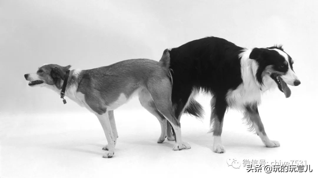 农村土狗的记忆,记忆中的土狗