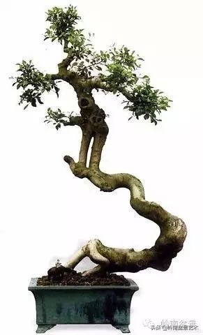 素仁格与文人树，你怎么看？