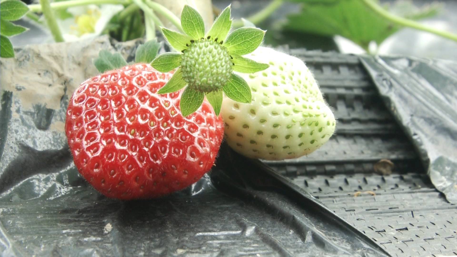 大棚火龙果收获,火龙果套种西瓜大棚