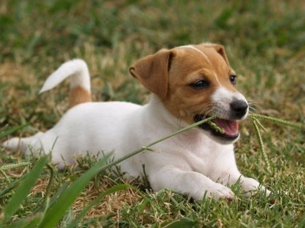 狗严重便秘拉不出屎怎么办,狗便秘最快的解决方法