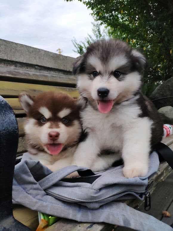 公狗与母狗有什么区别,公狗跟母狗有什么区别吗