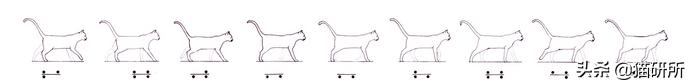 猫步怎么走八字步,猫步的基本动作图片