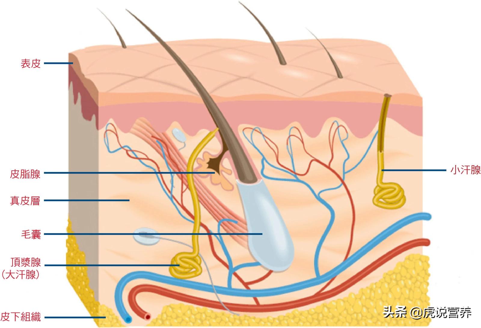 女朋友有腋臭怎么解决,女生有腋臭正常吗
